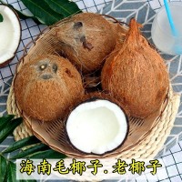 全年供應(yīng)海南文昌毛椰子老椰寶椰皇新鮮水果椰肉榨汁孕婦